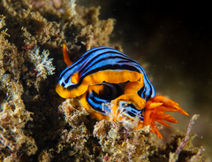 Chromodoris elisabethina
