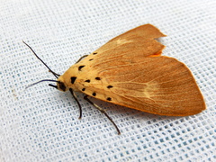 Asota iodamia