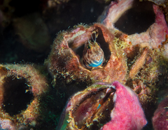 Mimoblennius atrocinctus