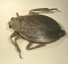 Abedus indentatus