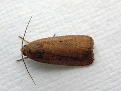Athetis tenuis