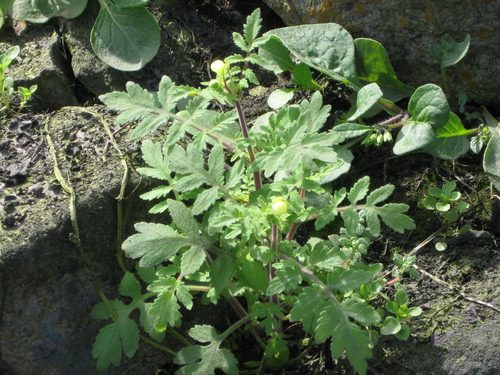 Calceolaria pinnata, photograph 3