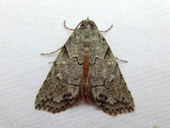 Calathusa basicunea