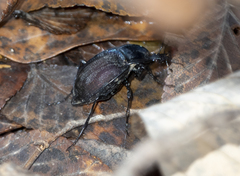 Scaphinotus elevatus