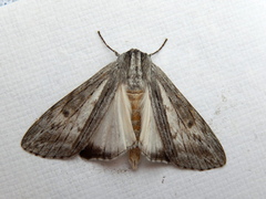 Capusa senilis