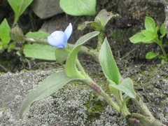 Commelina fasciculata