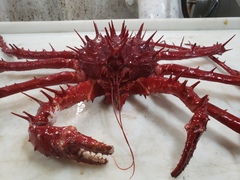 Neolithodes grimaldii