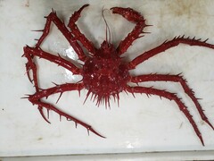 Neolithodes grimaldii