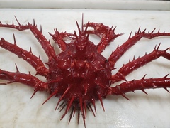 Neolithodes grimaldii