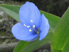 Commelina fasciculata