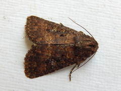 Condica illecta