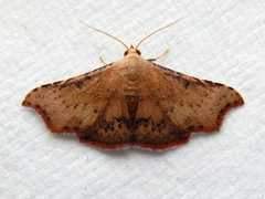 Corgatha dipyra