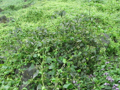 Croton alnifolius