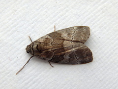 Corula geometroides