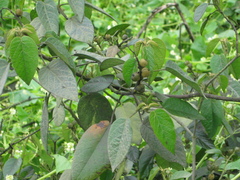 Croton alnifolius