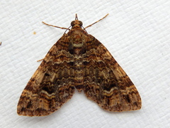 Crasilogia gressitti