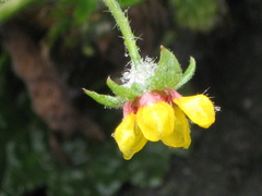 Loasa nitida