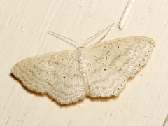 Scopula perlata