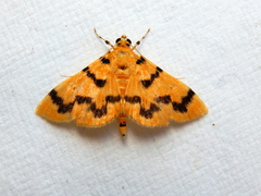 Dichocrocis clytusalis