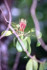 Decaisnina forsteriana