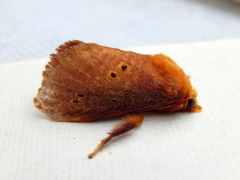 Doratifera quadriguttata