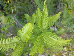 Sticherus cryptocarpus
