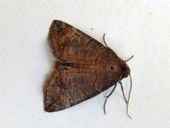 Dysbatus singularis