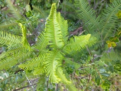 Sticherus cryptocarpus