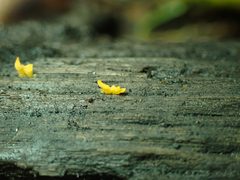 Calocera cornea