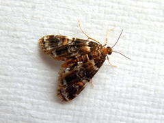 Elophila difflualis