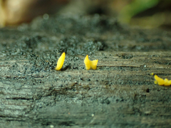 Calocera cornea