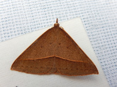 Epidesmia chilonaria