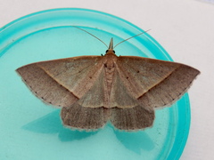 Epidesmia perfabricata