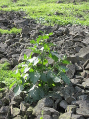 Nicotiana paniculata