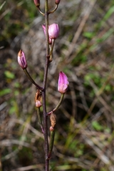 Bletia purpurea