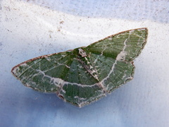 Eucyclodes insperata