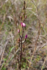 Bletia purpurea