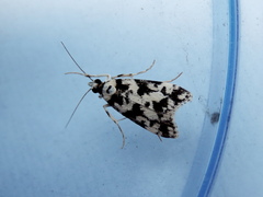 Eudonia aphrodes