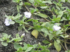 Nolana humifusa