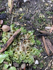 Marchantia polymorpha