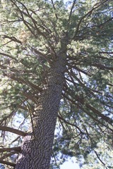 Pinus lambertiana