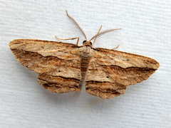 Euphronarcha luxaria