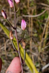 Bletia purpurea