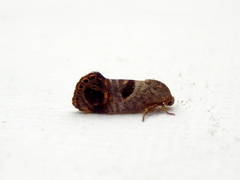 Eupselia beatella