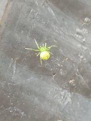 Araneus unanimus