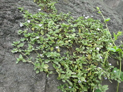 Nolana humifusa