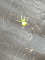 Araneus unanimus