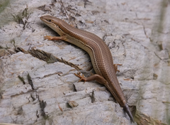 Heremites vittatus