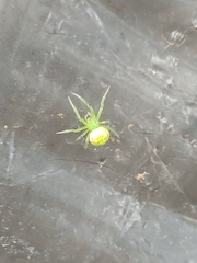 Araneus unanimus