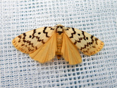 Hectobrocha pentacyma